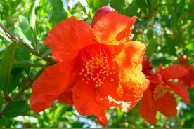 石榴裙的历史典故：武则天的又一佳作《如意娘》图片