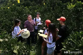 柑橘施用生石灰促长作用大，增产效果好，却往往被忽视，为什么？图片