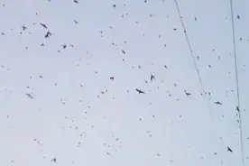 四川德阳傍晚出现“密集鸟群”，杂乱无章到处飞！专家：不是飞鸟图片