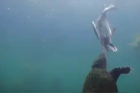 不会飞，爬行又慢的乌龟，为何会成为鸟类的杀手？连豪猪也遭毒手图片