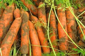 三伏天8种蔬菜可以种植，耐热耐旱，60-90天可收获，菜农们别错过图片