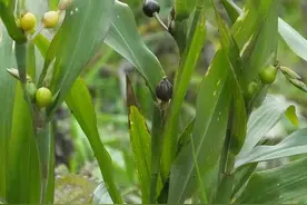 碰了它会把碗摔坏了的“打碗子”——草珠子图片