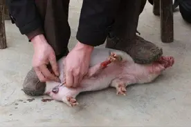 民间绝门手艺—劁猪图片