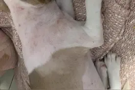 狗真菌皮肤病最全治疗攻略❗️别再去宠物院入坑了图片