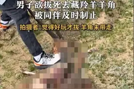 炸裂！男子欲拔死去藏羚羊羊角，被制止冲上热搜！评论：三年起步图片