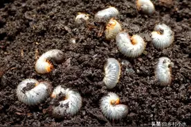 它叫蛴螬，老农教你6招，迫使地下害虫远离农田图片