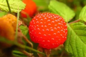 人间美味野果图片