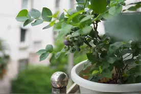 经历过一次“失败”，才知盆栽蓝莓应该这样栽培，完美避坑！图片