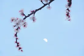 唯美现代诗，一生至少要读一次之《面朝大海，春暖花开》图片