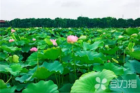 夏日限定！苏州这些赏荷景点别错过~附公交出行攻略！图片