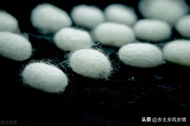 蚕的生长过程图片