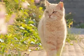 各小说投稿平台分析汇总图片