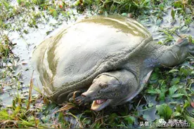 许梅坤散文：我在孙桥陈集打野脚鱼......图片