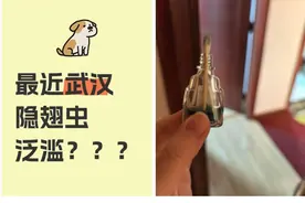 你家中发现隐翅虫了吗？专家提醒：落到皮肤上别拍打图片