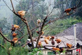 散养鸡为什么要有栖架？图片