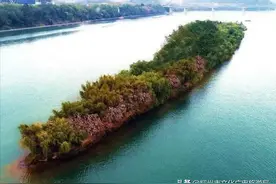 萝卜洲，居然是因为柳州人“懒”而得名？图片