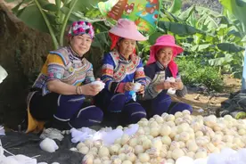 老勐镇：人参果丰收了，老百姓乐了！图片