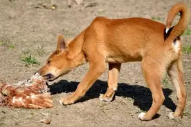 东亚野犬“入侵”澳大利亚，数量超300万，当地人为何不吃？图片