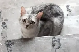 高人指点：这5种动物来到家里时，千万不能打死，直接赶走就行！图片