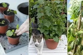 从种子开始培育拇指西瓜，在花盆里养着就能不断挂果图片