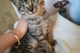 这5种猫，弃养率很高，网友：想换猫了图片