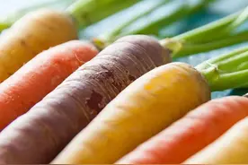 “萝卜上市，郎中下市”，萝卜竟然也有这么多品种？你都吃过吗？图片