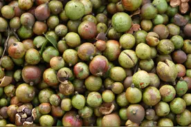 茶油卖到上百元一斤，多地还在推广种植，茶农呼吁：别再炒了图片