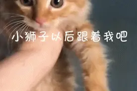 “捡到流浪小猫后，猫妈妈三次威胁我要孩子，该还给它吗？”图片