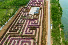 花30分钟没走出去！阜阳这个月季迷宫，火了图片