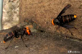 中国十大常见毒虫排名图片