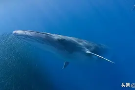 布氏鲸 | 绿会生物多样性科普小课堂图片