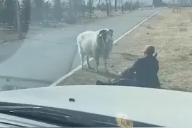 内蒙古一大爷被自家公羊顶翻，坐在地上与其对峙：站起来它还顶图片