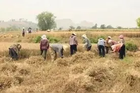 从生产队到责任田再到联合收割机，麦收发生了哪些变化？图片