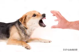 梦见被狗咬真的是有小人的预兆吗？图片