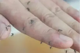 立夏后，家里蚊子太多？教你3个“土方法”，彻底摆脱蚊子困扰！图片