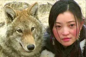 2010年，成都女孩养了只“狼儿子”，11年后结局令人落泪图片