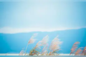 笔记｜爱惜羽毛图片