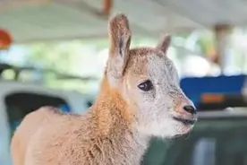 2017年，新疆牧民捡到一只“小羊崽”，好友劝他：赶紧报警！图片