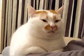 “比狗还忠诚”的4种猫，一直陪伴你，不离不弃图片