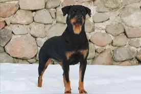 猛犬罗威纳，家犬界智商排行第九，它到底有什么来头？图片