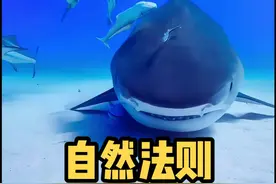 鲨鱼没有鱼鳔，必须不停的游动#我要上热门 #鲨鱼 #涨知识 #动物 #猎奇 #高清