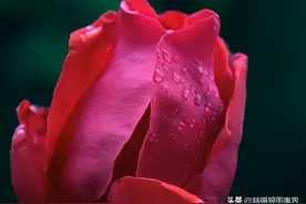 花草摄影中，用这6个拍摄红色花卉的方法，让照片更高级图片