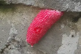 头皮发麻！玉溪这里出现大量粉红色福寿螺卵，千万别吃！图片