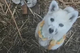 带着玩具熊流浪的小狗火了，弃养者竟上门勒索？ ！图片