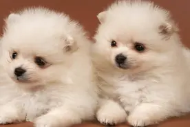 突然被弃养的小狗，会有什么样的想法？看完后你还舍得抛弃吗？图片