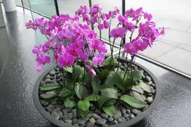 5种废水，浇花堪比“营养液”，肥的流油，养花一级棒图片