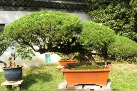 字里拾“遗”丨这些以地域命名的项目，你都了解吗？（一）图片