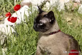 暹罗猫“暹”字怎么读？竟然有很多人读错，读音千奇百怪图片