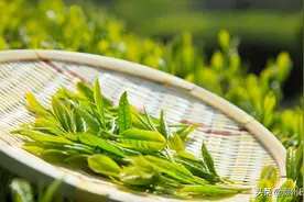 潮州：7款茶叶获“国字号”奖项图片