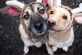 狗狗是如何“配种”的，它们为何会背靠背分不开？图片